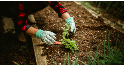What to plant in your garden in Autumn - Gibbs Gillespie