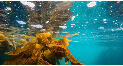 Reviving the giants of the sea: Why help our kelp? - Gibbs Gillespie