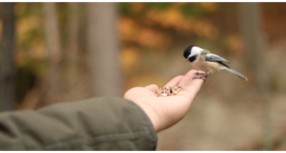 How to do more for wildlife at home - Gibbs Gillespie