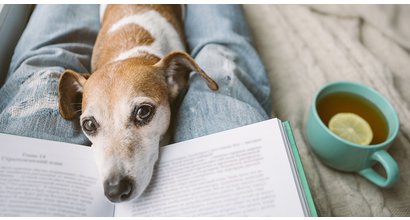 Changes to pet rules & tenant discrimination - Gibbs Gillespie